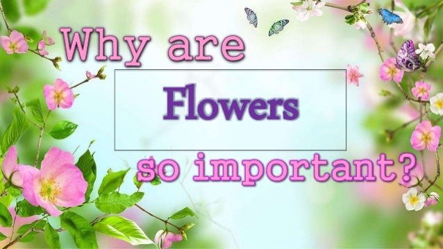 Why are flowers so important? Why are flowers so important?