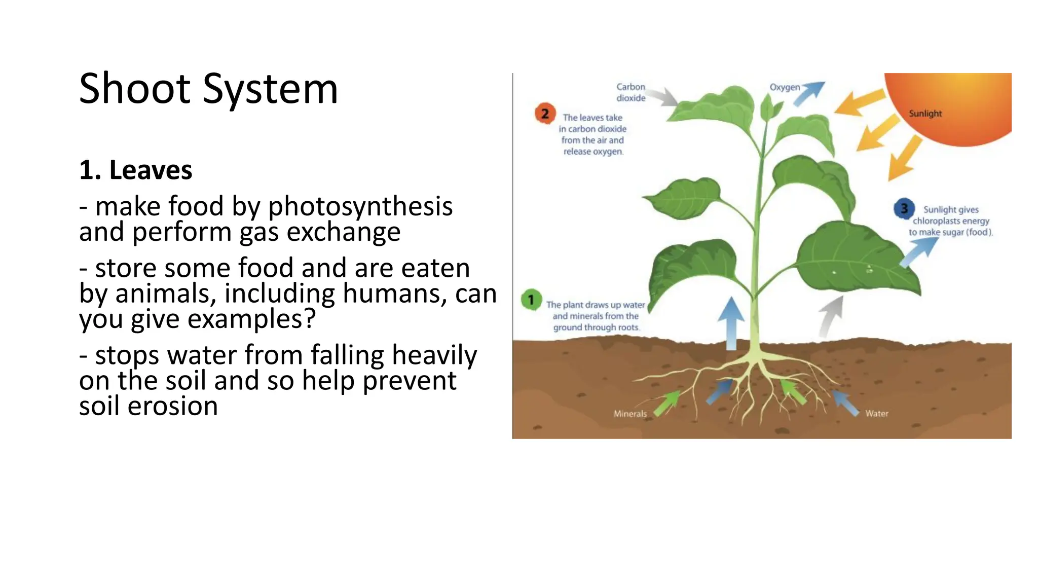 Parts of a Flowering Plant PRESENTATIONS | PDF | Gardening | Home & Garden