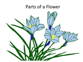 Parts of a Flower
 