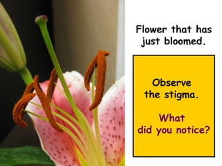 Flower that has
just bloomed.
Observe
the stigma.
What
did you notice?
 