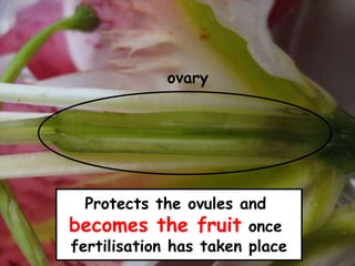 ovary
Protects the ovules and
becomes the fruit once
fertilisation has taken place
 