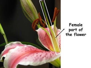Female
part of
the flower
 