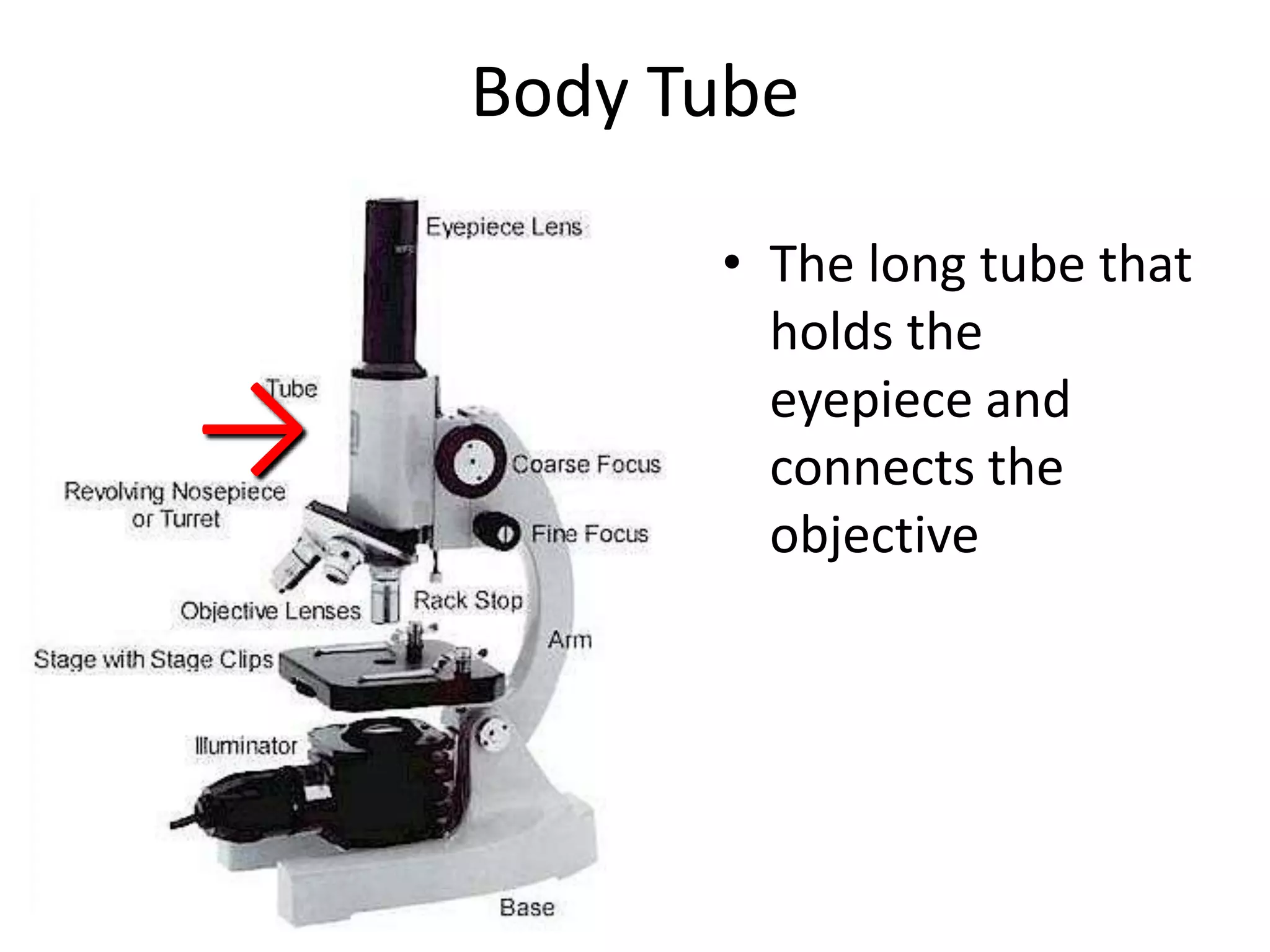 Body Tube

          • The long tube that
            holds the

→           eyepiece and
            connects the
            objective
 