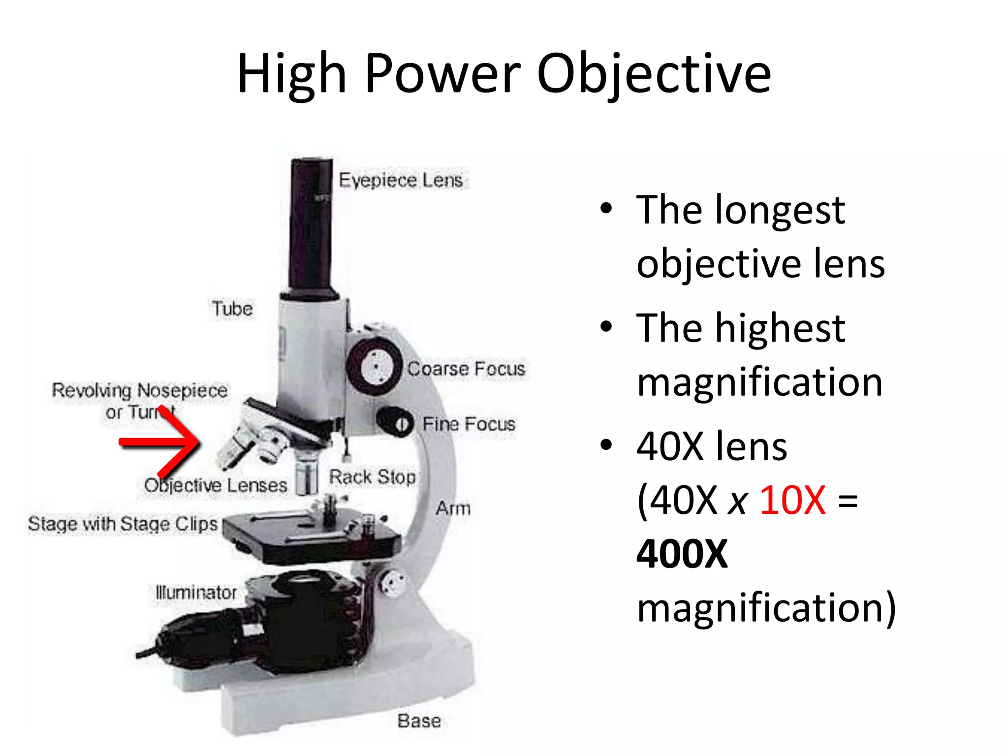 High Power Objective

                 • The longest
                   objective lens
                 • The highest
                   magnification
→                • 40X lens
                   (40X x 10X =
                   400X
                   magnification)
 