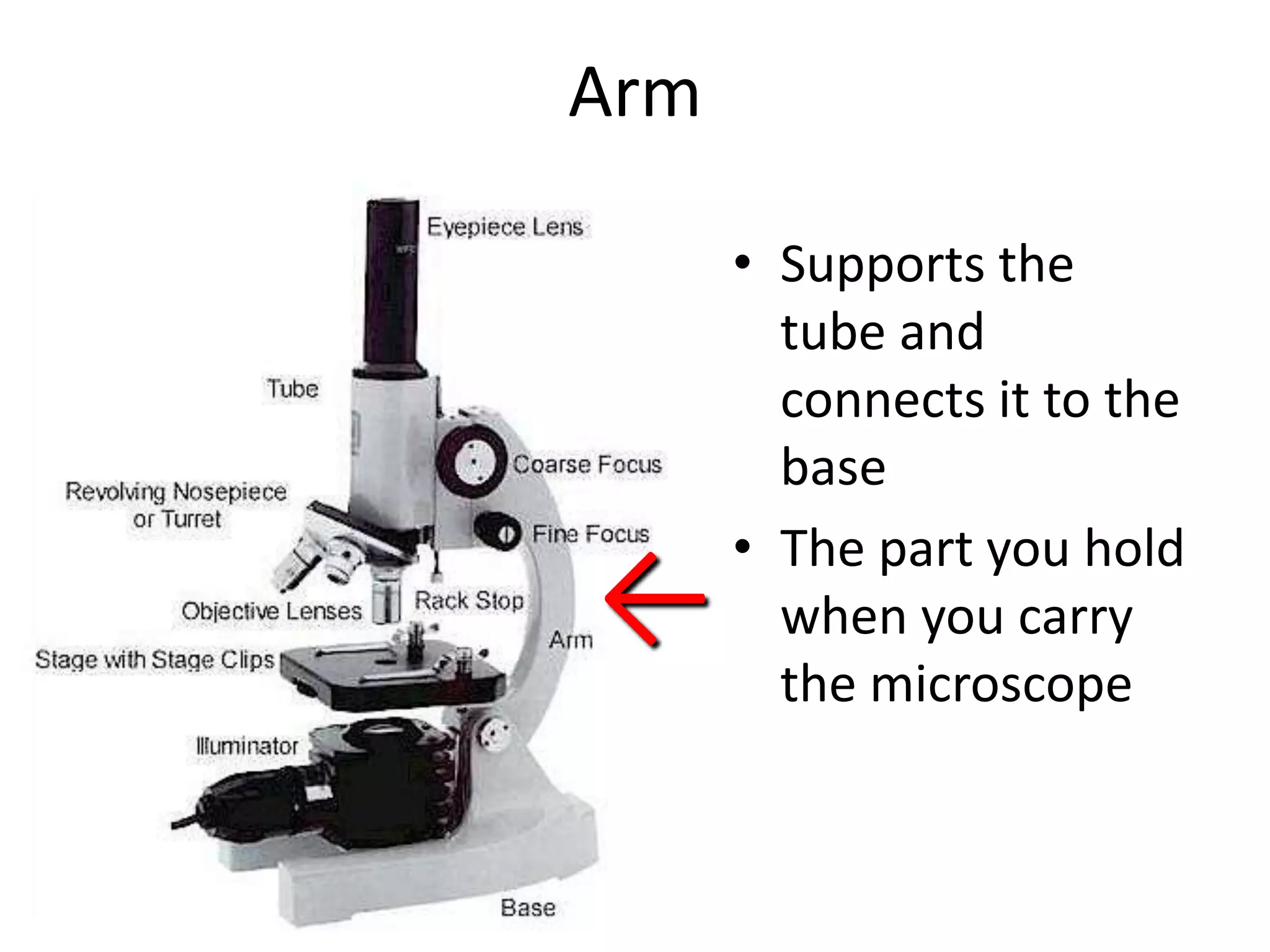 Arm

      • Supports the
        tube and
        connects it to the
        base
      • The part you hold
←       when you carry
        the microscope
 