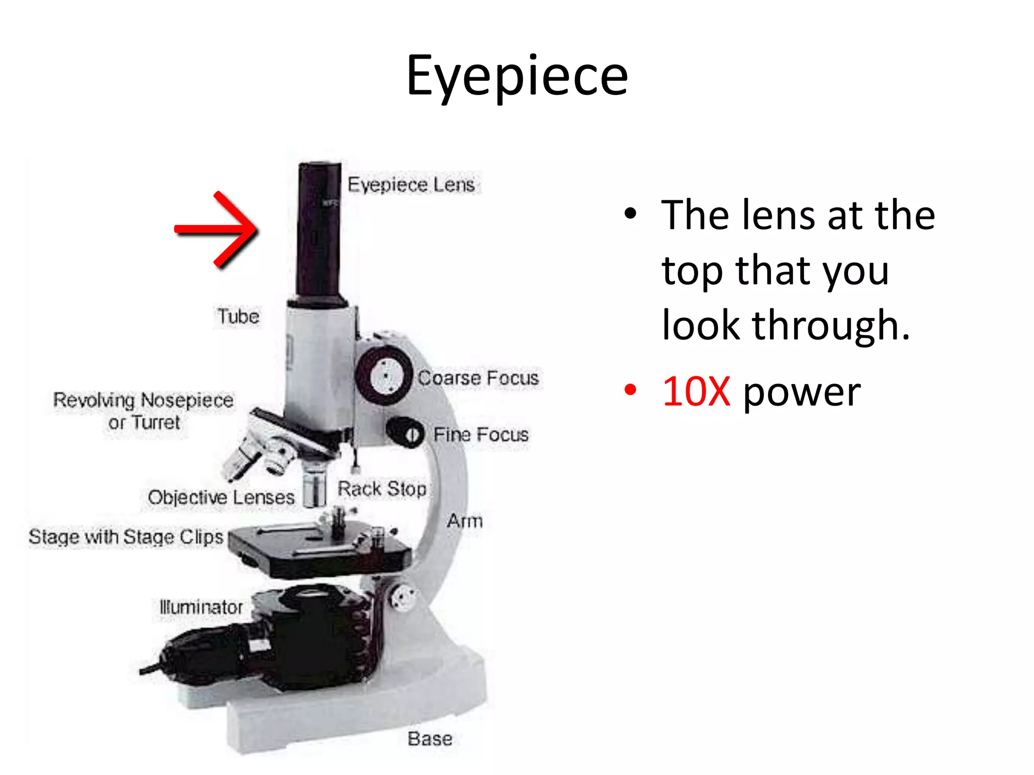Eyepiece

→          • The lens at the
             top that you
             look through.
           • 10X power
 