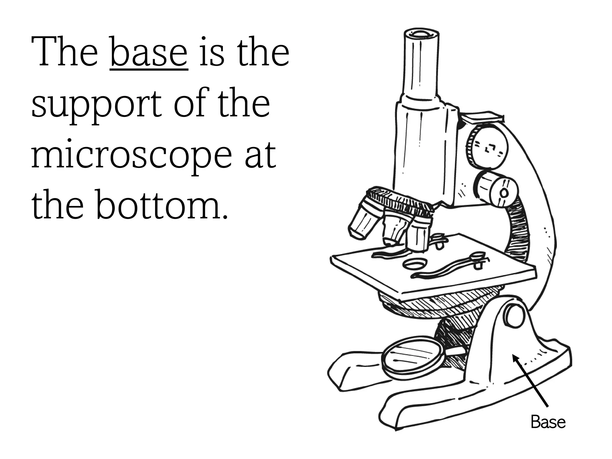 The base is the
support of the
microscope at
the bottom.
Base
 