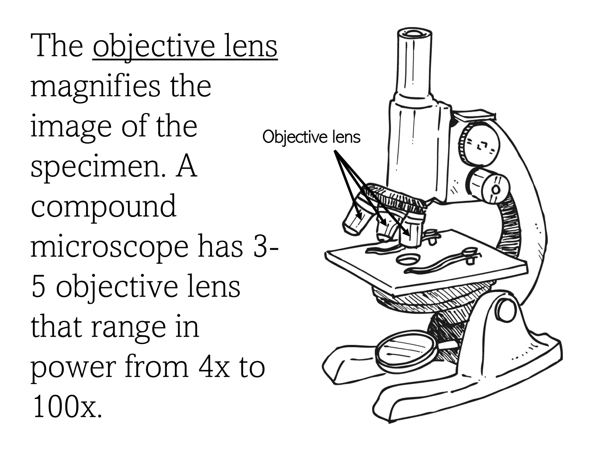 The objective lens
magnifies the
image of the
specimen. A
compound
microscope has 3-
5 objective lens
that range in
power from 4x to
100x.
Objective lens
 