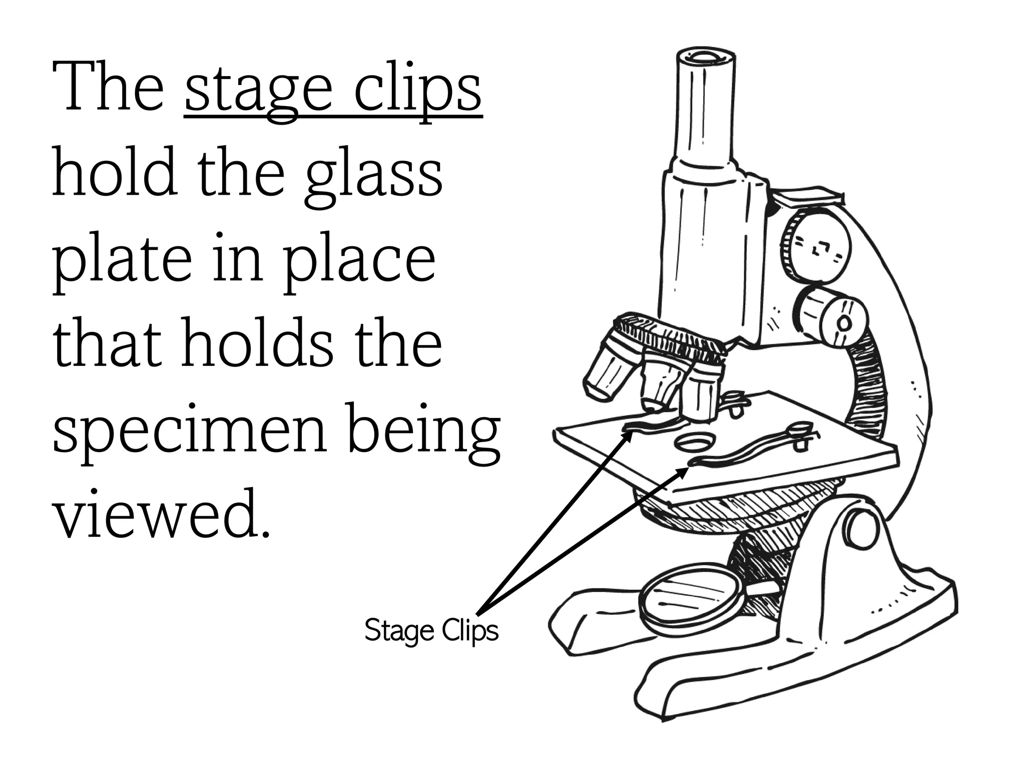 The stage clips
hold the glass
plate in place
that holds the
specimen being
viewed.
Stage Clips
 