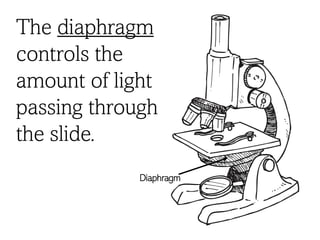 The diaphragm
controls the
amount of light
passing through
the slide.
Diaphragm
 