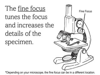 The fine focus
tunes the focus
and increases the
details of the
specimen.
Fine Focus
*Depending on your microscope, the fine focus can be in a different location.
 