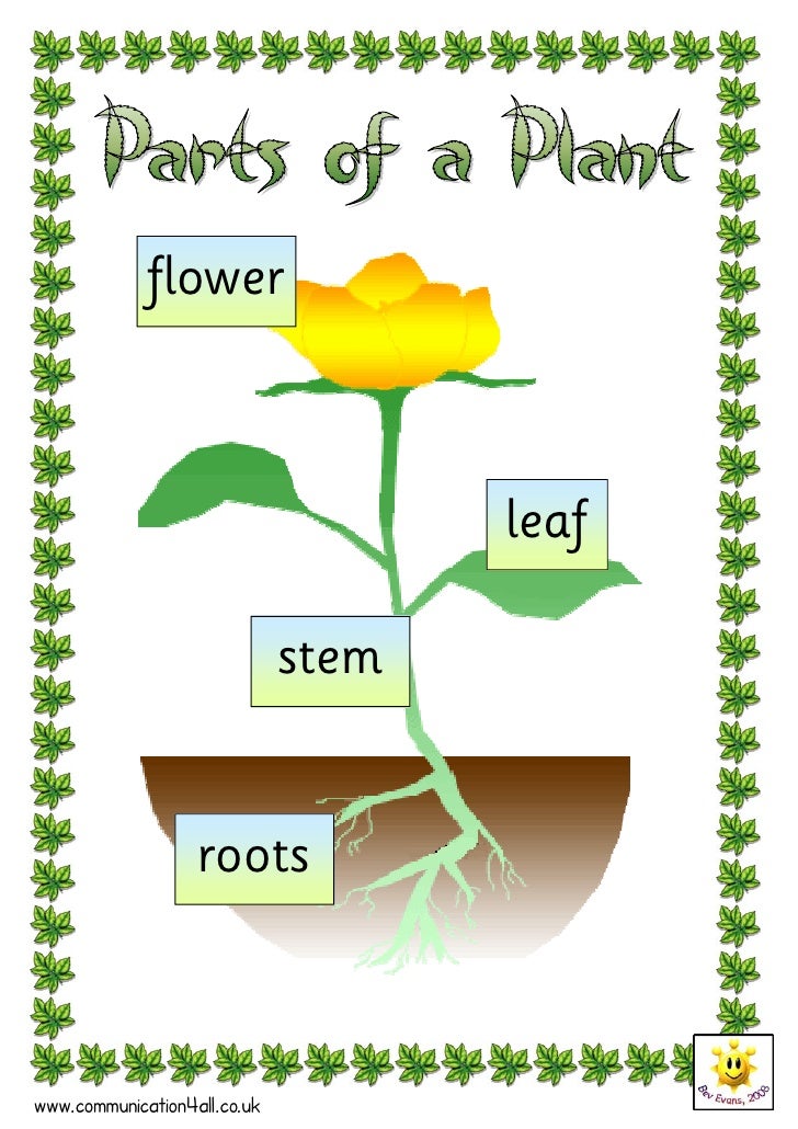 Parts Of A Plant