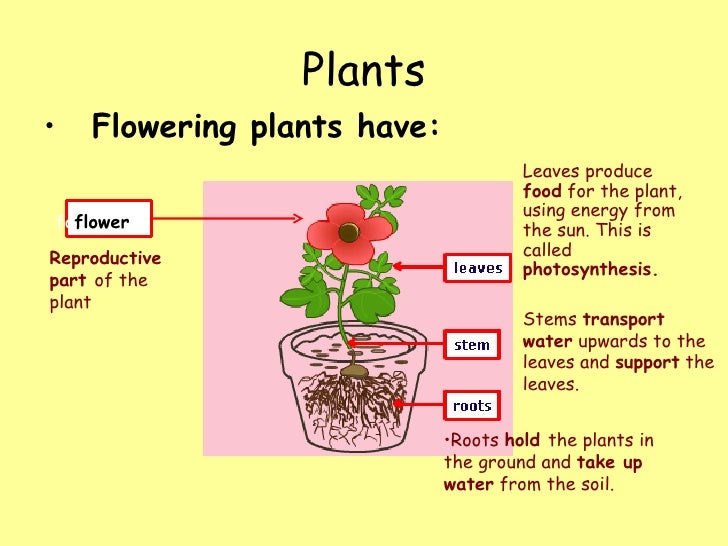 PARTS OF A PLANT year 5 and year 6