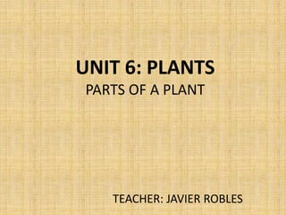 UNIT 6: PLANTS
PARTS OF A PLANT
TEACHER: JAVIER ROBLES
 
