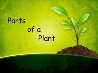 Parts
of a
Plant
Parts
of a
Plant
 