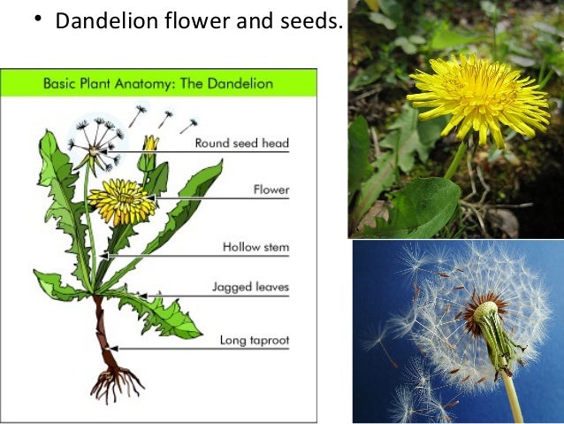 Partsofaplant powerpoint-130311173407-phpapp02
