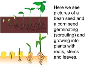 Here we see
pictures of a
bean seed and
a corn seed
germinating
(sprouting) and
growing into
plants with
roots, stems
and ...