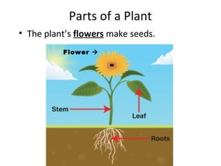 Parts of a Plant
• The plant’s flowers make seeds.
          Flower 
 