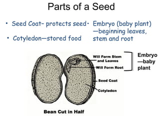 Parts of a Seed
• Seed Coat– protects seed • Embryo (baby plant)
                             —beginning leaves,
 • Cotyle...