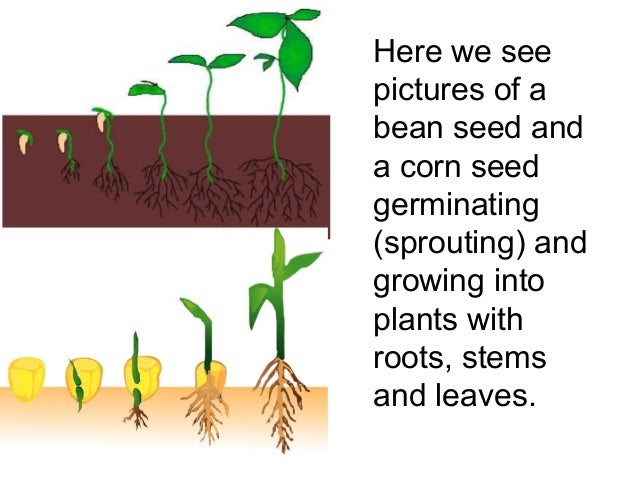 parts of a plantplant life cycle teach 11 638