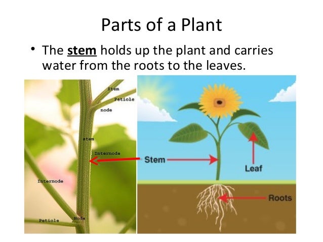 Parts of a plant/plant life cycle (teach)