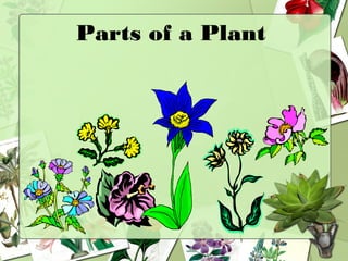 Parts of a Plant
 