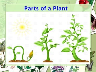 Parts of a Plant
 