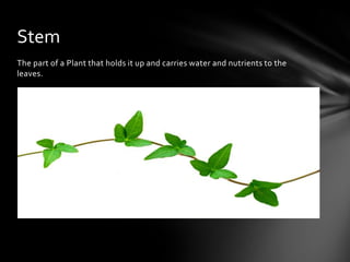 The part of a Plant that holds it up and carries water and nutrients to the
leaves.
Stem
 