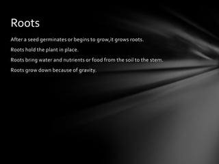 After a seed germinates or begins to grow,it grows roots.
Roots hold the plant in place.
Roots bring water and nutrients or food from the soil to the stem.
Roots grow down because of gravity.
Roots
 