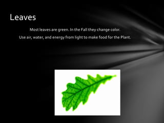 Most leaves are green. In the Fall they change color.
Use air, water, and energy from light to make food for the Plant.
Leaves
 
