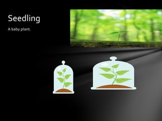 A baby plant.
Seedling
 