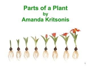 Parts of a Plant by Amanda Kritsonis 