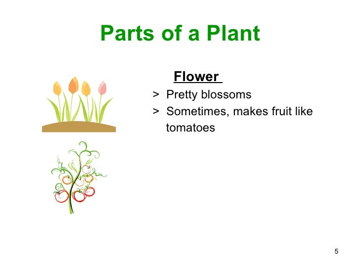 Parts of a plant ppt