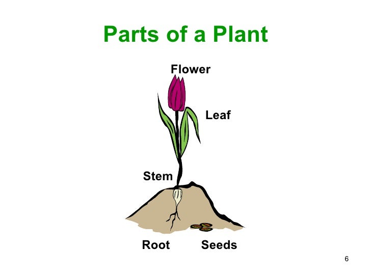 Parts of a plant ppt