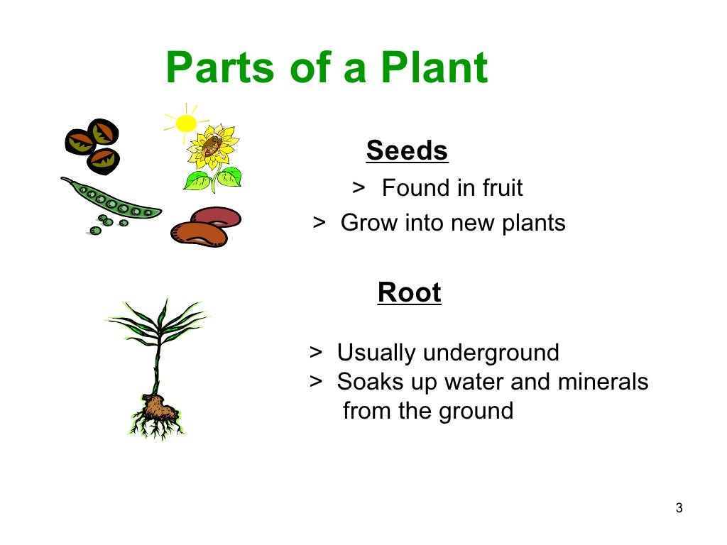 Parts of a plant ppt