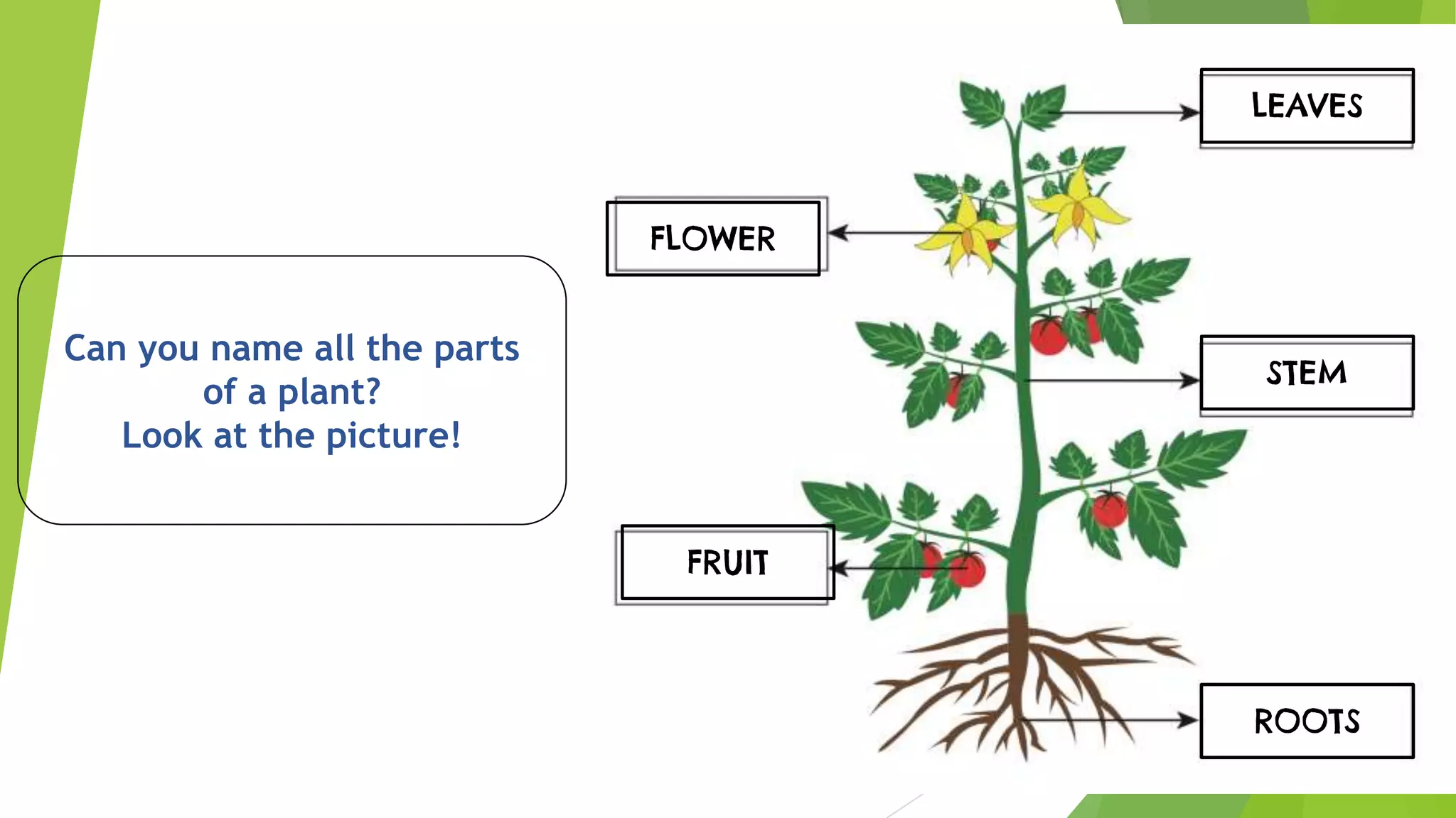Parts of a plant ppt | PPT