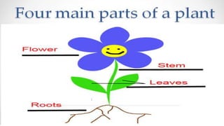 parts of a plant ppt.pptx
