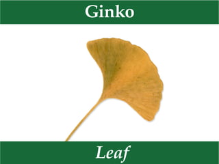 Leaf
Maple
 