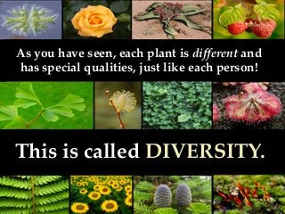 As you have seen, each plant is different and
has special qualities, just like each person!
This is called DIVERSITY.
 