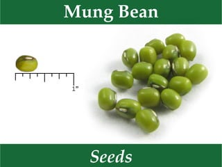 Seeds
Mung Bean
 