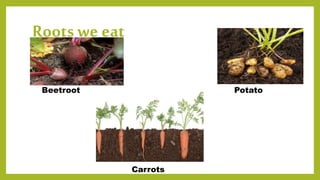 Various edible plant parts including roots, stems, leaves and fruits