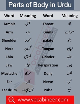 Parts of Body Vocabineer.com-1.pdfenglish .learn English.urdu to
