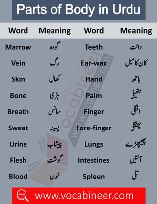 BODY LANGUAGE MEANING IN URDU WITH EXAMPLE PDF visual data 8