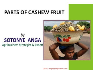 Parts of cashew fruit by anga sotonye p.p