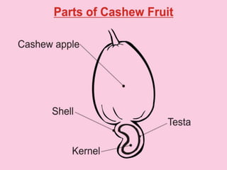 Parts of cashew fruit by anga sotonye p.p