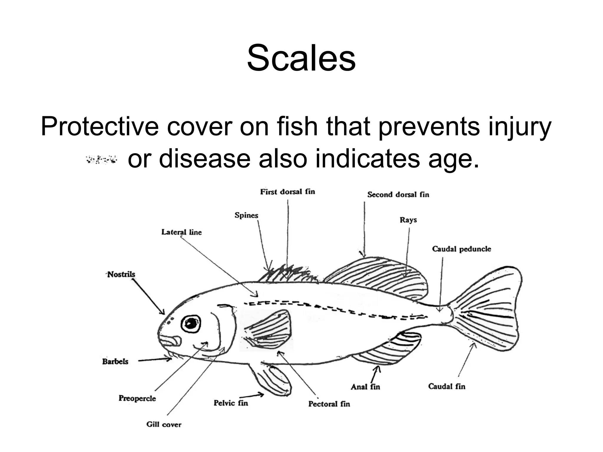 parts_of_fish_function OF THE FOLLOWING CIRCUMTANCES | PPT