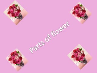 Parts of flower 