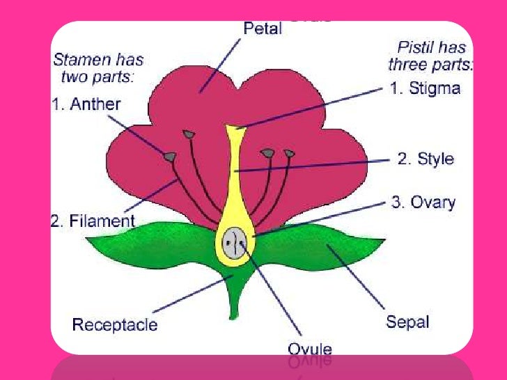 parts of a flower
