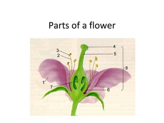 Parts of a flower 