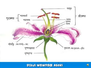 dz‡ji wewfbœ As‡ki
 